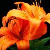 StephanieM