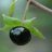 belladonna
