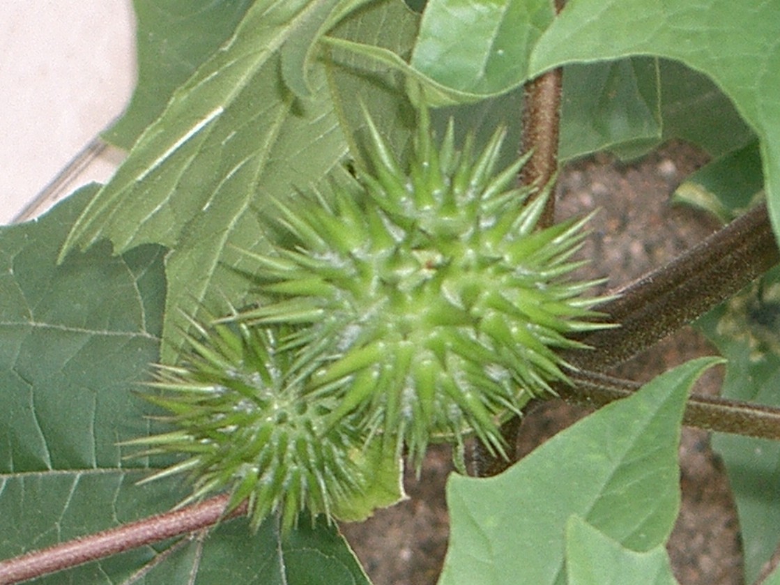 CIMG0274.jpg