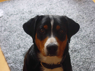 TIMO7.gif