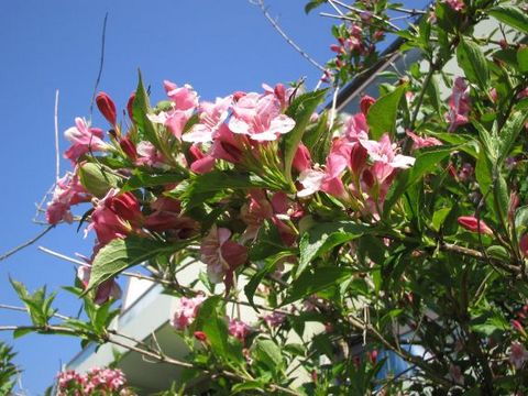 IMG_0453.jpg