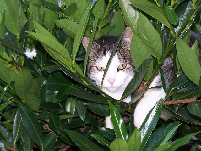 tabby_baum.jpg