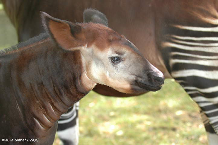 okapi.jpg