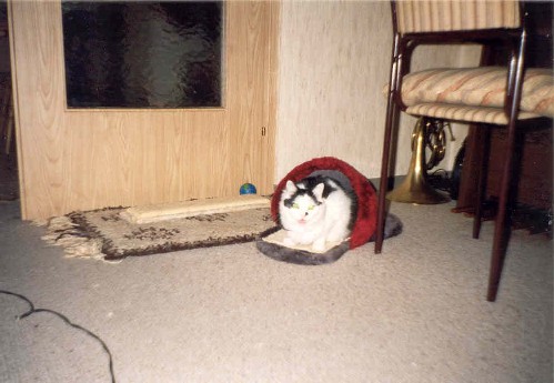 Gismo%203.jpg