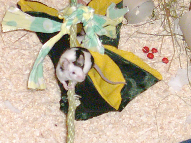 Maus.jpg