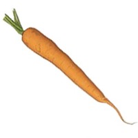 karotte.jpg