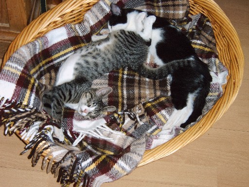 Katzen41.JPG