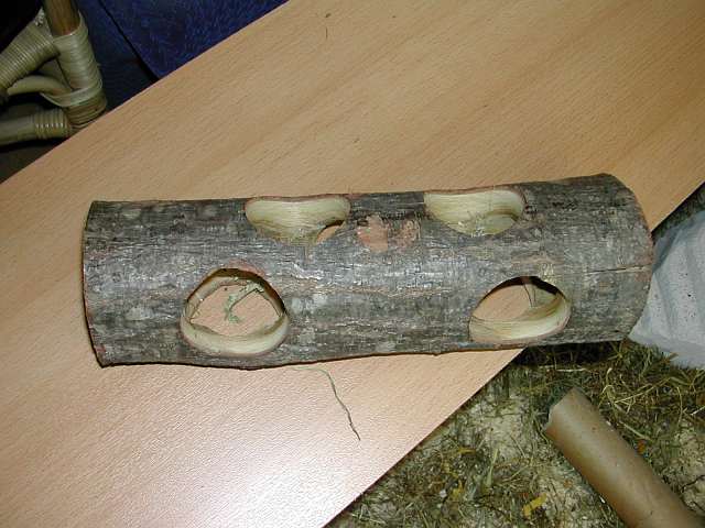 Baumstamm.jpg