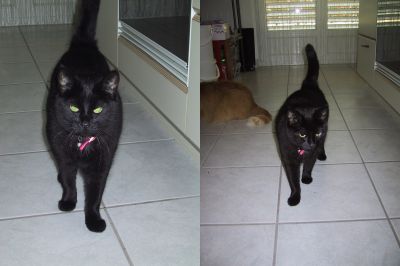 Blacky.jpg