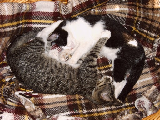 katzen16.JPG