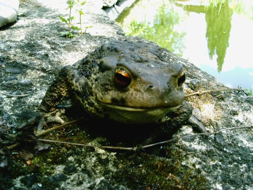 frosch.jpg