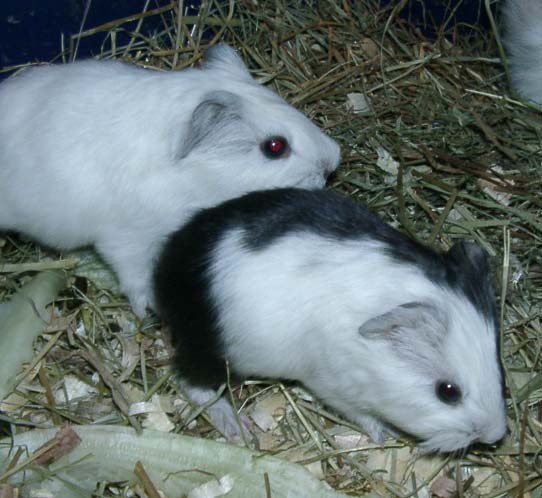 babiesschwarzweiß.jpg