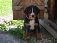 TIMO1.gif