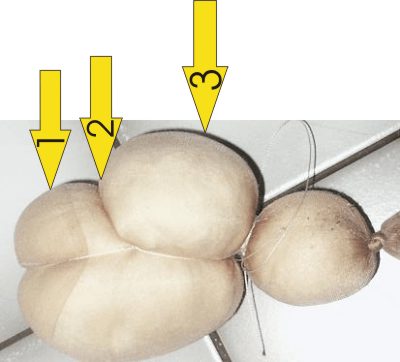 Puppenkursversuch4.jpg
