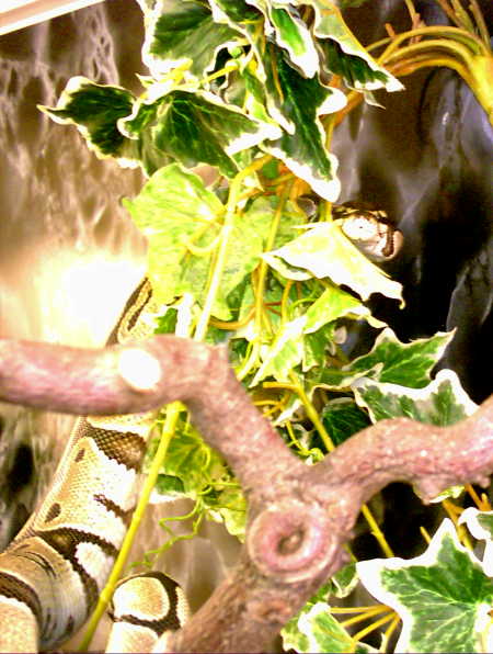 schlange%20007.jpg