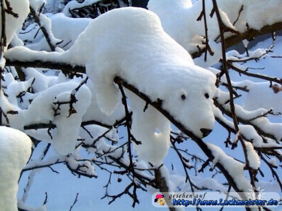 lustiges_bild_eisbaer-auf-dem-baum.jpg