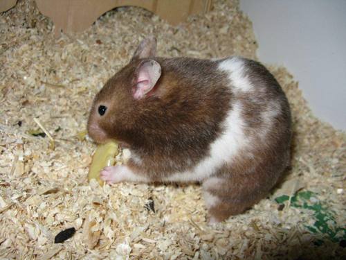 calypso2.jpg