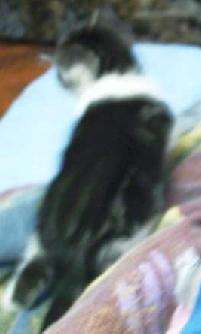 chapkie9%20neu.JPG