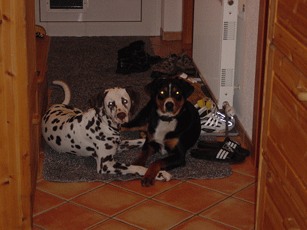 TIMO6.gif