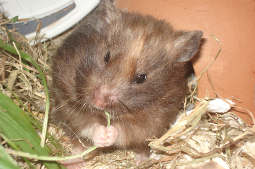 hamsternyx.jpg