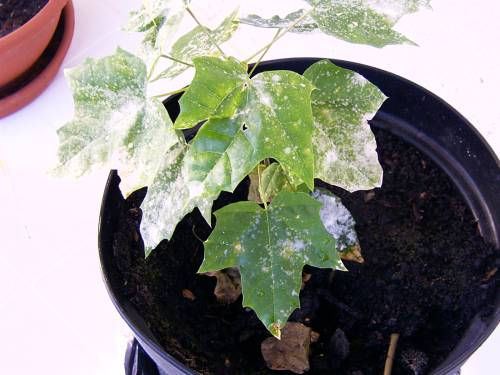 IMAG0230.JPG