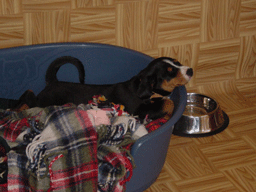 TIMO22.gif