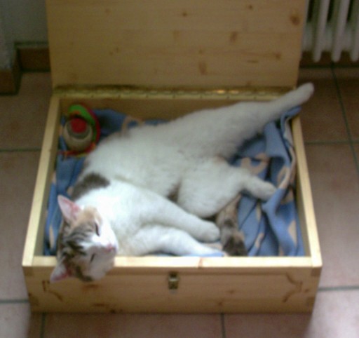 katze%20004%20neum.jpg