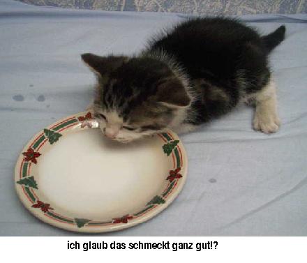 chapkie1neu.JPG