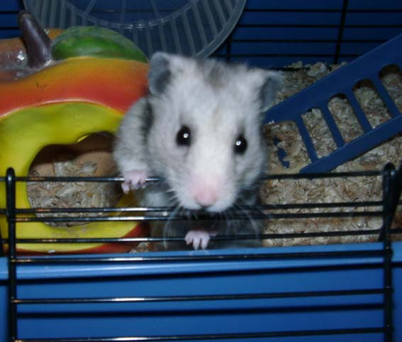 hamster.jpg