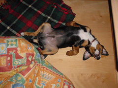 TIMO5.gif