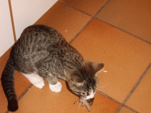 Maus9.JPG