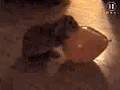 56160o0xtm9bwqo.gif