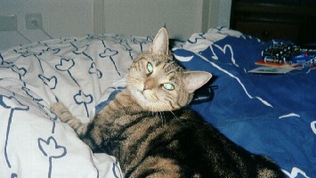 Wuschi.jpg
