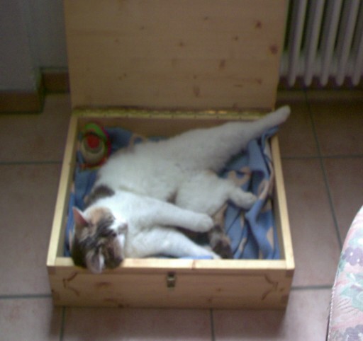 katze%20003%20neu%20m.jpg