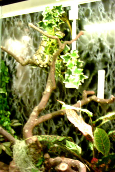 schlange%20008.jpg