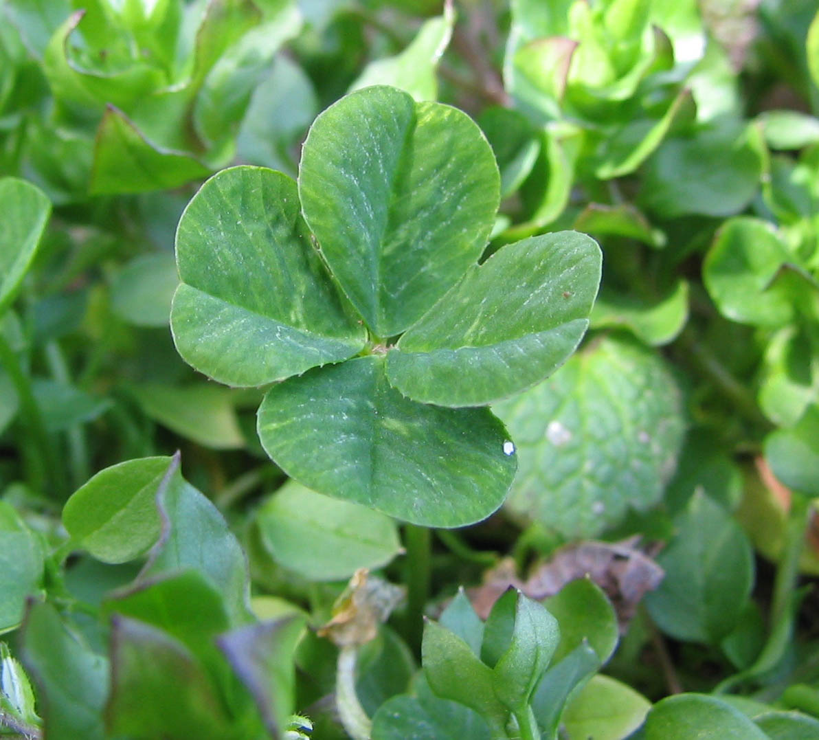 Four-leaf_clover.jpg