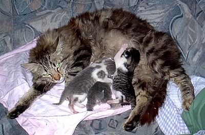 Fauchimitgismosjungen1.JPG