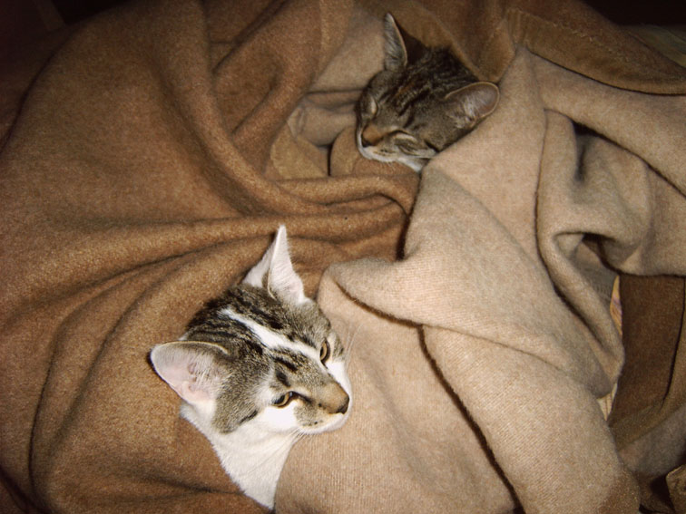 katzen01.jpg