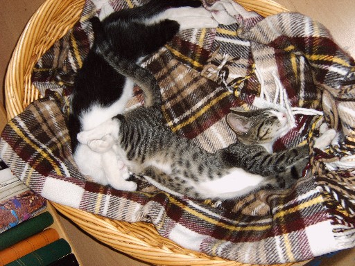 Katzen44.JPG