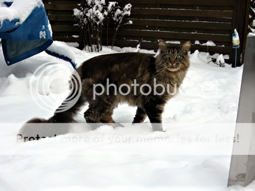 schnee_2-1.jpg