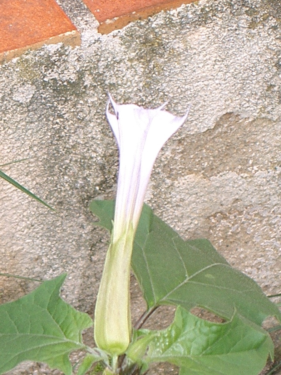 CIMG0273.jpg