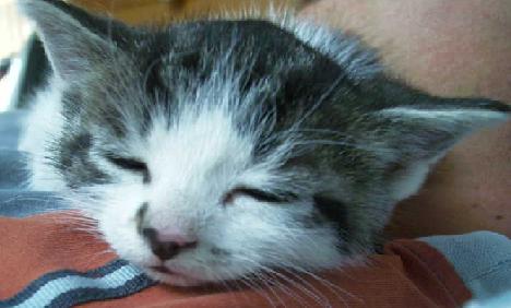 chapkie13%20neu.JPG