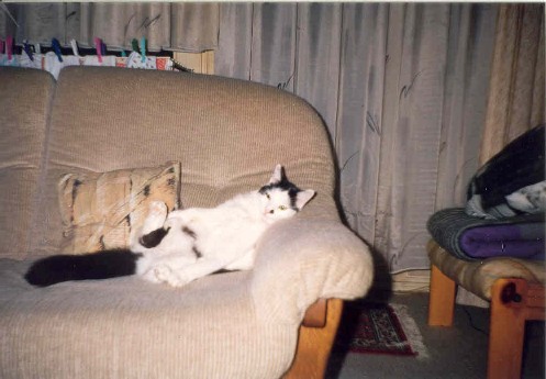 Gismo%202.jpg