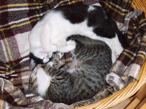 katzen18.JPG
