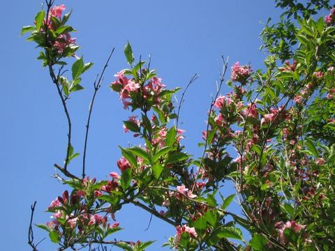 IMG_0452.jpg