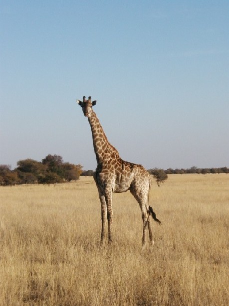 1Giraffe_Monate.jpg