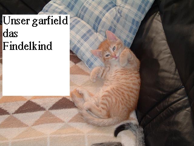 neu%20garfield.JPG