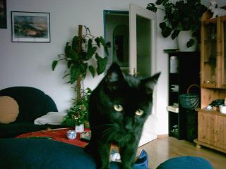 kater.JPG