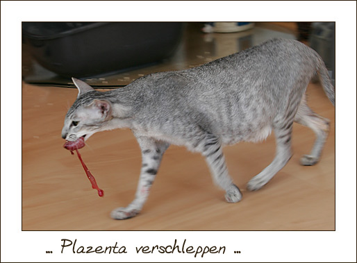 plazenta.jpg