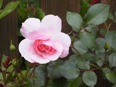 rosarose.jpg